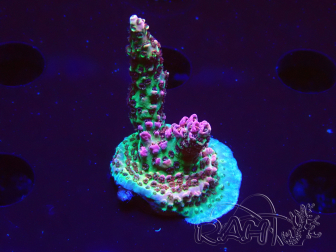 WYSIWYG RAH Acropora hyacinthus Pink Planet
