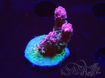 WYSIWYG RAH Acropora hyacinthus Pink Planet