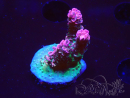 WYSIWYG RAH Acropora hyacinthus Pink Planet