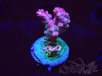 WYSIWYG RAH Acropora hyacinthus Pink Planet 5B6