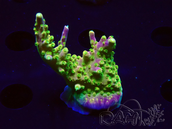 WYSIWYG MH Acropora natalensis