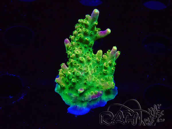 WYSIWYG MH Acropora natalensis