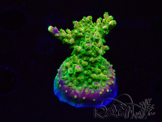 WYSIWYG MH Acropora natalensis 5C4