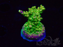 WYSIWYG MH Acropora natalensis