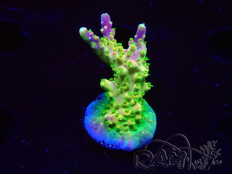 WYSIWYG MH Acropora natalensis 5C5
