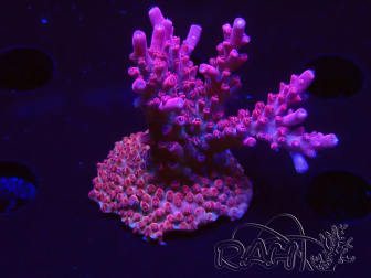 WYSIWYG Acropora sp Ultra