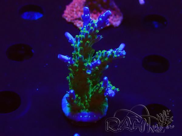 WYSIWYG RAH Acropora Blue Lagoon 5E1