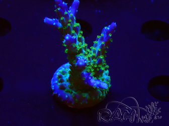 WYSIWYG RAH Acropora Blue Lagoon