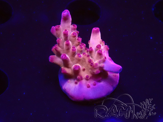 WYSIWYG RAH Acropora Sunset Boulevard