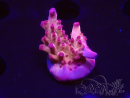WYSIWYG RAH Acropora Sunset Boulevard 5E6