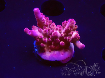 WYSIWYG RAH Acropora Sunset Boulevard