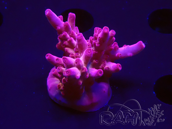 WYSIWYG RAH Acropora Sunset Boulevard
