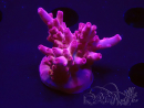 WYSIWYG RAH Acropora Sunset Boulevard