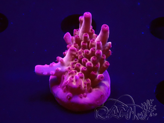 WYSIWYG RAH Acropora Sunset Boulevard