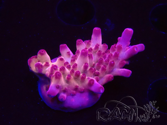WYSIWYG RAH Acropora Sunset Boulevard