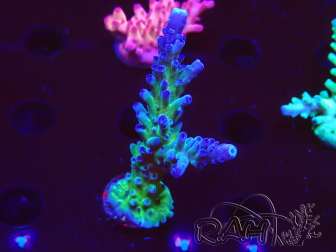 WYSIWYG - RAH Acropora tortuosa