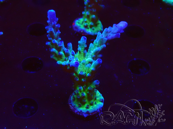 WYSIWYG - RAH Acropora tortuosa
