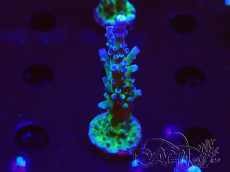 WYSIWYG - RAH Acropora tortuosa