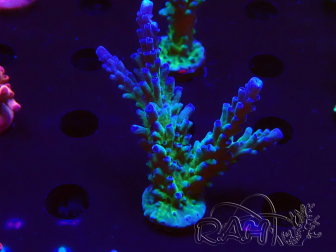 WYSIWYG - RAH Acropora tortuosa