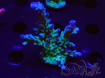 WYSIWYG - RAH Acropora tortuosa 5F5