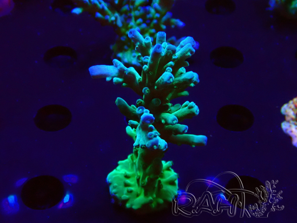 WYSIWYG RAH Acropora austera teal