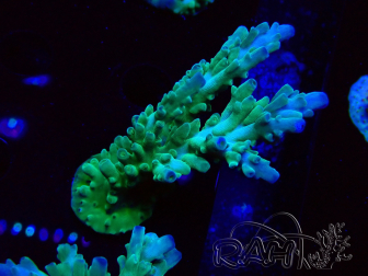 WYSIWYG RAH Acropora austera teal