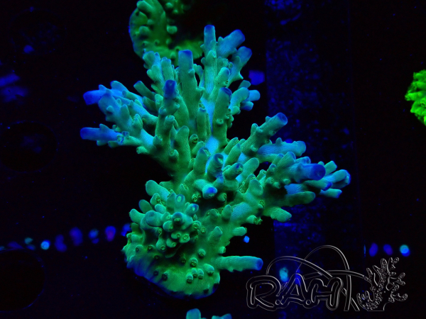 WYSIWYG RAH Acropora austera teal