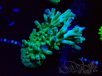 WYSIWYG RAH Acropora austera teal