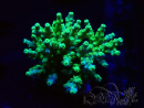 WYSIWYG RAH Acropora Hematoma