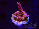WYSIWYG - Acropora PC Rainbow
