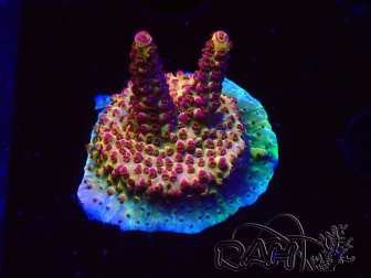 WYSIWYG - Acropora PC Rainbow