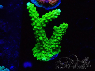 WYSIWYG Acropora yongei Geen Slimer 5J6