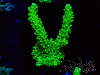 WYSIWYG Acropora yongei Geen Slimer