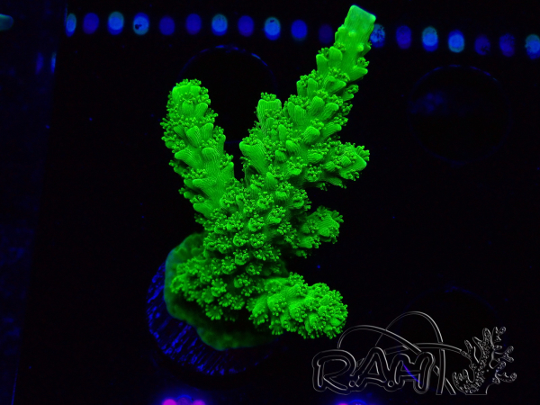 WYSIWYG Acropora yongei Geen Slimer