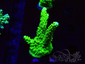 WYSIWYG Acropora yongei Geen Slimer