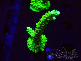 WYSIWYG Acropora yongei Geen Slimer