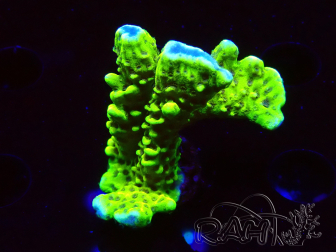 WYSIWYG - CB Incredible Hulk Montipora 5L6
