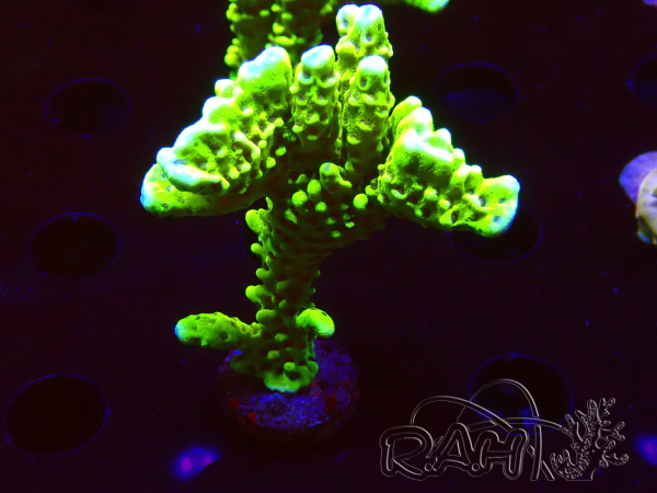 WYSIWYG - CB Incredible Hulk Montipora