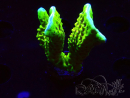 WYSIWYG - CB Incredible Hulk Montipora