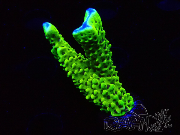 WYSIWYG - CB Incredible Hulk Montipora