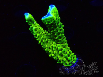 WYSIWYG - CB Incredible Hulk Montipora