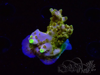 WYSIWYG RAH Acropora Gold Finger