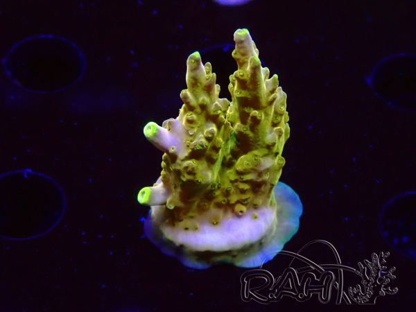 WYSIWYG RAH Acropora Gold Finger
