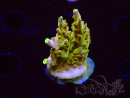 WYSIWYG RAH Acropora Gold Finger