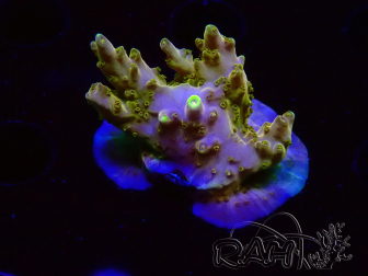 WYSIWYG RAH Acropora Gold Finger