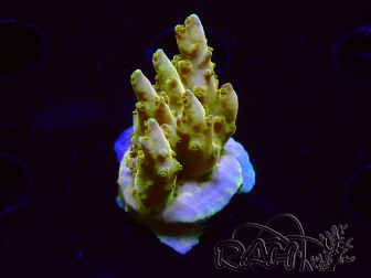 WYSIWYG RAH Acropora Gold Finger 5N4