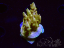 WYSIWYG RAH Acropora Gold Finger 5N4