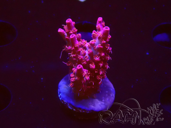 WYSIWYG RAH Acropora Flamingo Fury