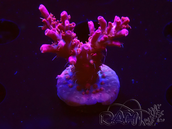 WYSIWYG RAH Acropora Flamingo Fury