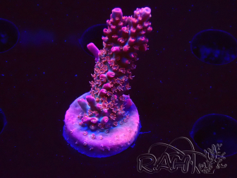 WYSIWYG RAH Acropora Flamingo Fury 5N8